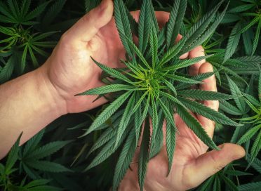 Growing own cannabis plant Hand holding cannabis leafs medical marijuana cultivation