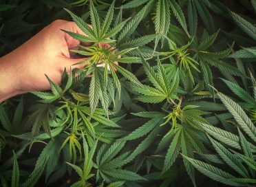 Hand hold cannabis leaf, growing marijuana plant concept