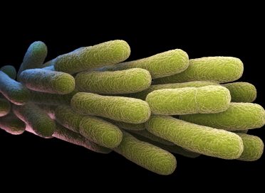 Legionella Pneumophila Bacteria