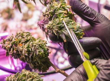 Trimming cannabis buds cannabis harvest