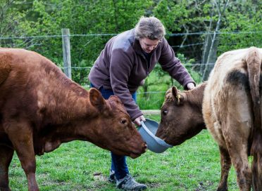 Woman feeding two brown cows on a farm.