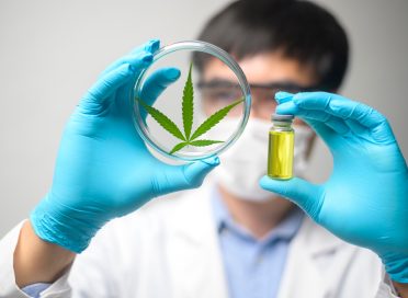 A scientist is checking and analyzing a cannabis sativa experiment
