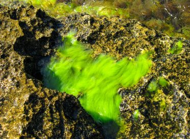 Green algae