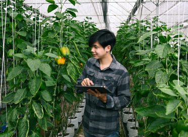 Smart farming Agricultural and organic agriculture man using tablet.