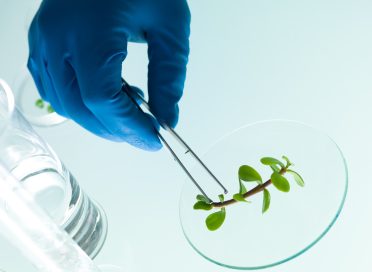 studying a plant in the lab